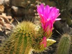 Kaktus