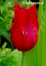 Tulipan 