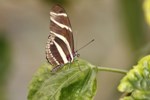 Motyl