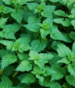 Pokrzywa
